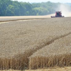 Як ФОП – платники ЄП оформляють придбання сільгосппродукції у населення Як ФОП – платники ЄП оформляють придбання сільгосппродукції у населення