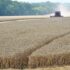 Як ФОП – платники ЄП оформляють придбання сільгосппродукції у населення