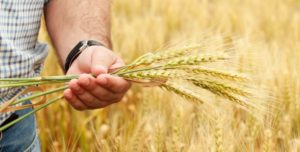 Нюанси заповнення Заяви про внесення сільгоспвиробника до Реєстру отримувачів бюджетної дотації