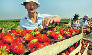 Особливості законодавчого регулювання праці сезонних працівників