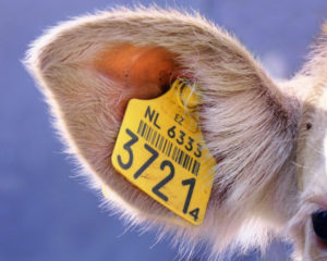 Електронна ідентифікація