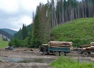 Напоминание от ГФСУ для плательщиков рентной платы за специальное использование лесных ресурсов
